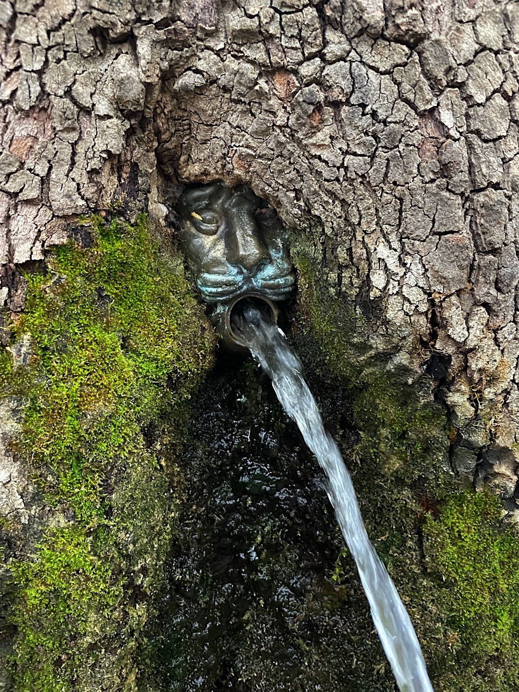 This big tree has a fountain in it.