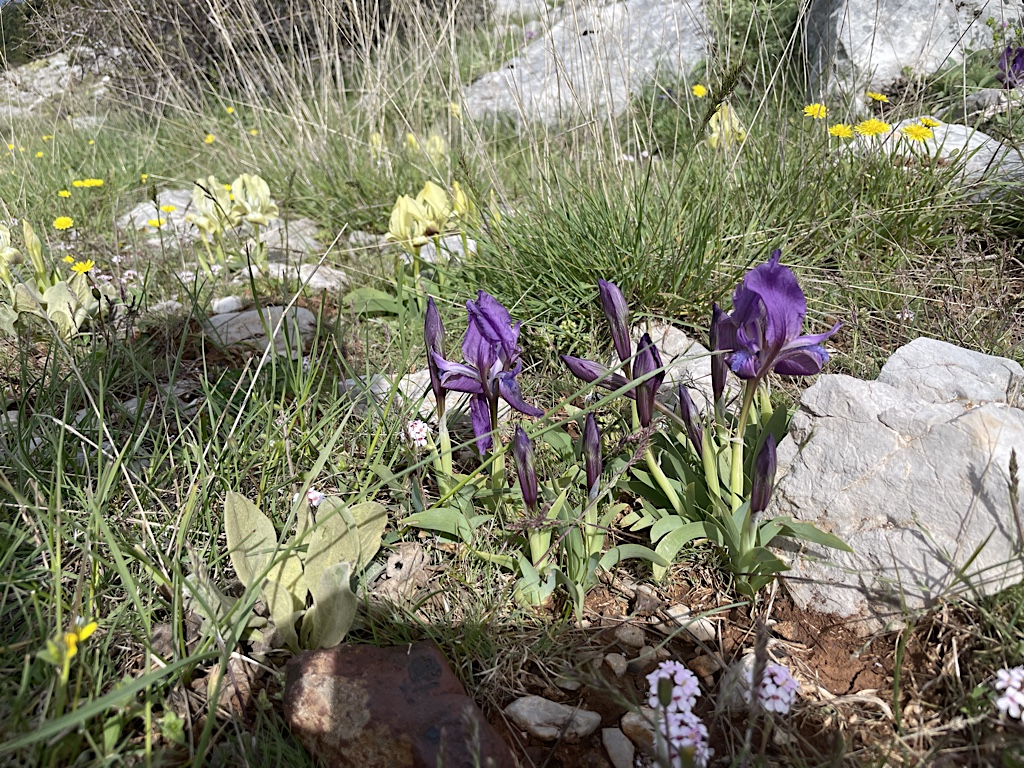 A natural rock garden.
