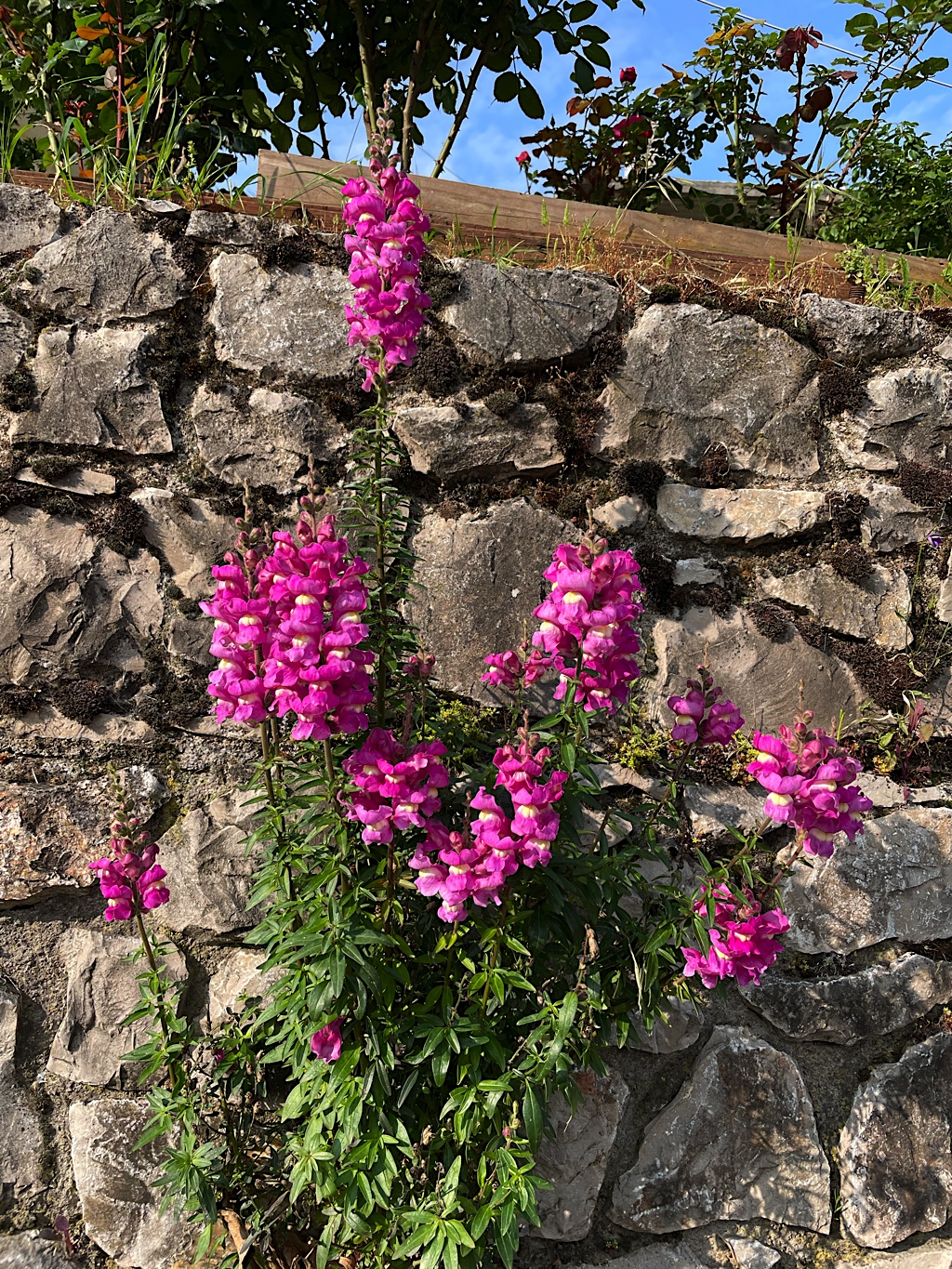 Flowers grow right out of the rock walls!