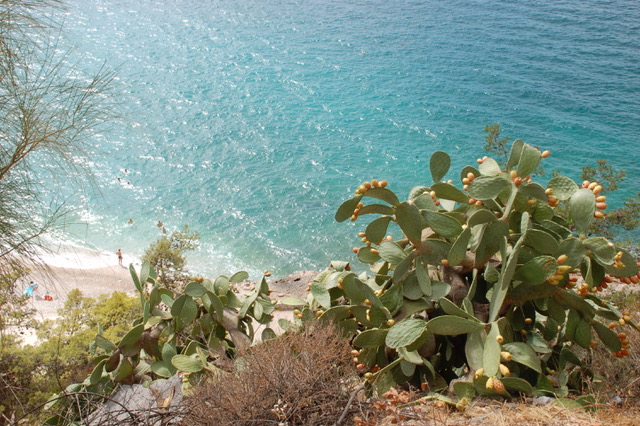 The Prickly Pears of Nafplio.