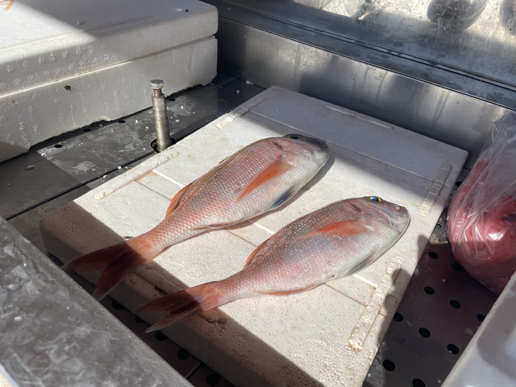 Which fish should I pick?