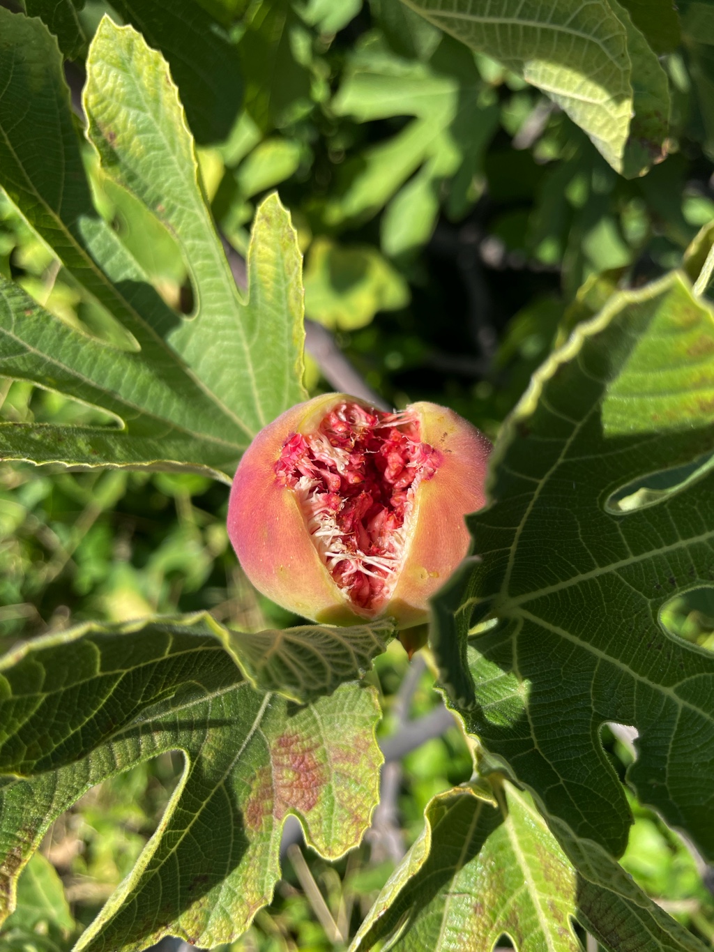 The figs were all ripening this week.