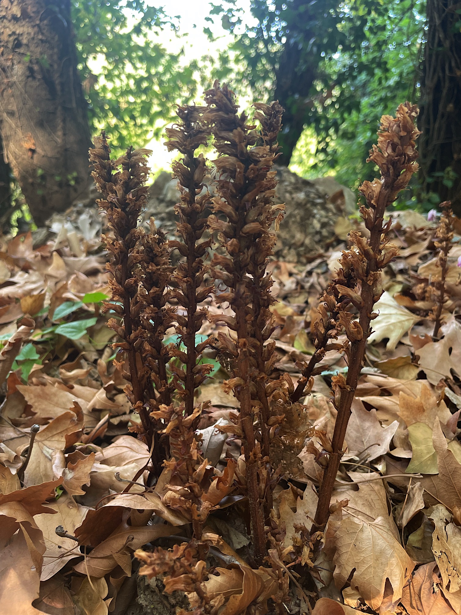 Beech drops in Greece?