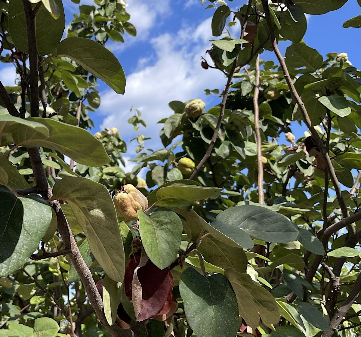 I believe this is a quince tree.