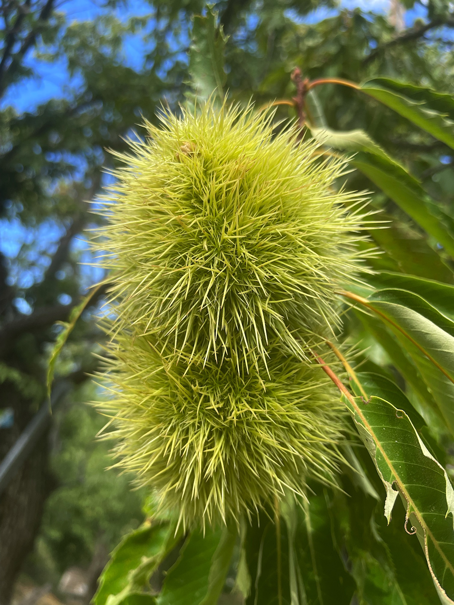 Green chestnuts