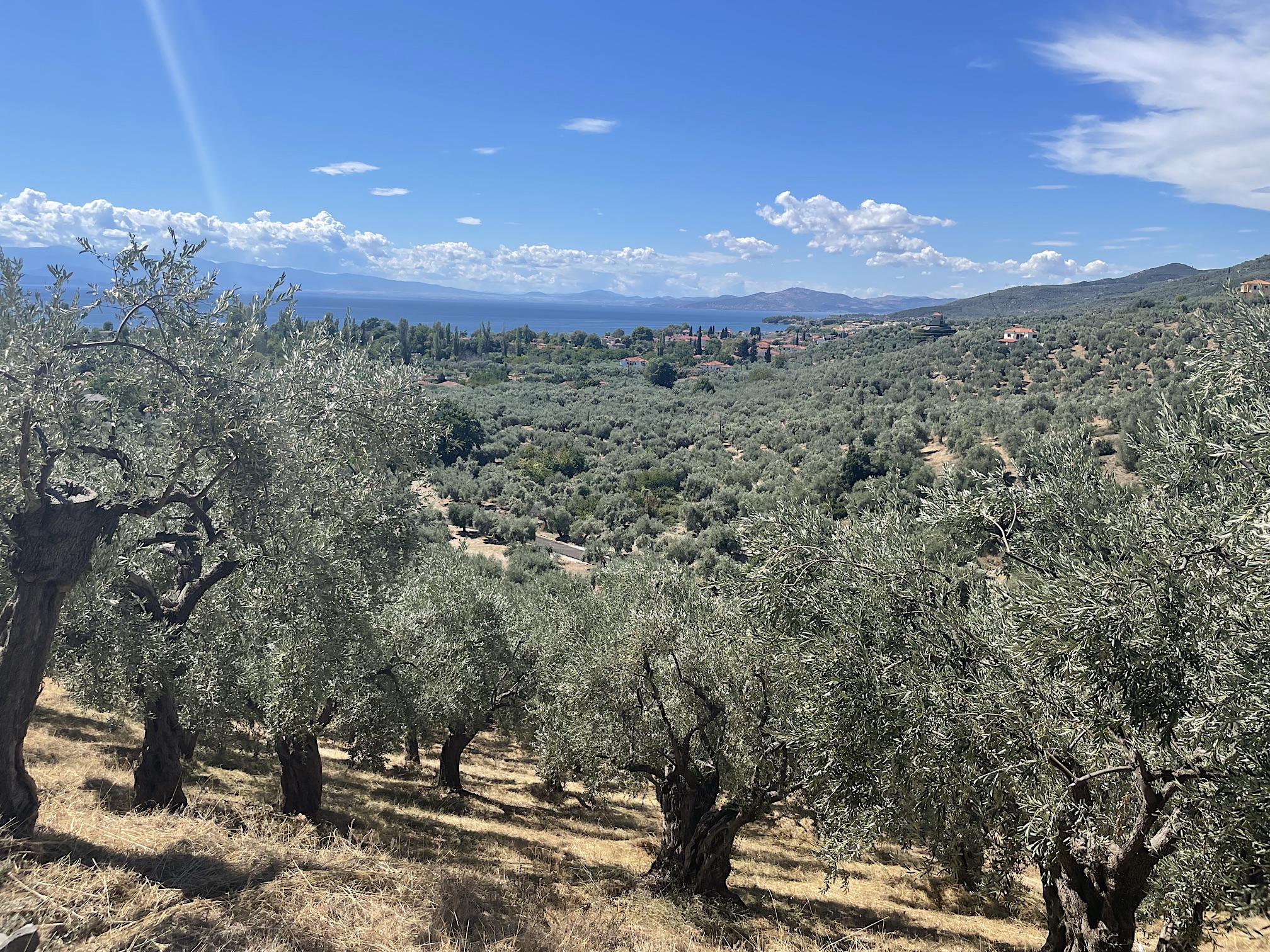 Olive groves between Milies and the coast