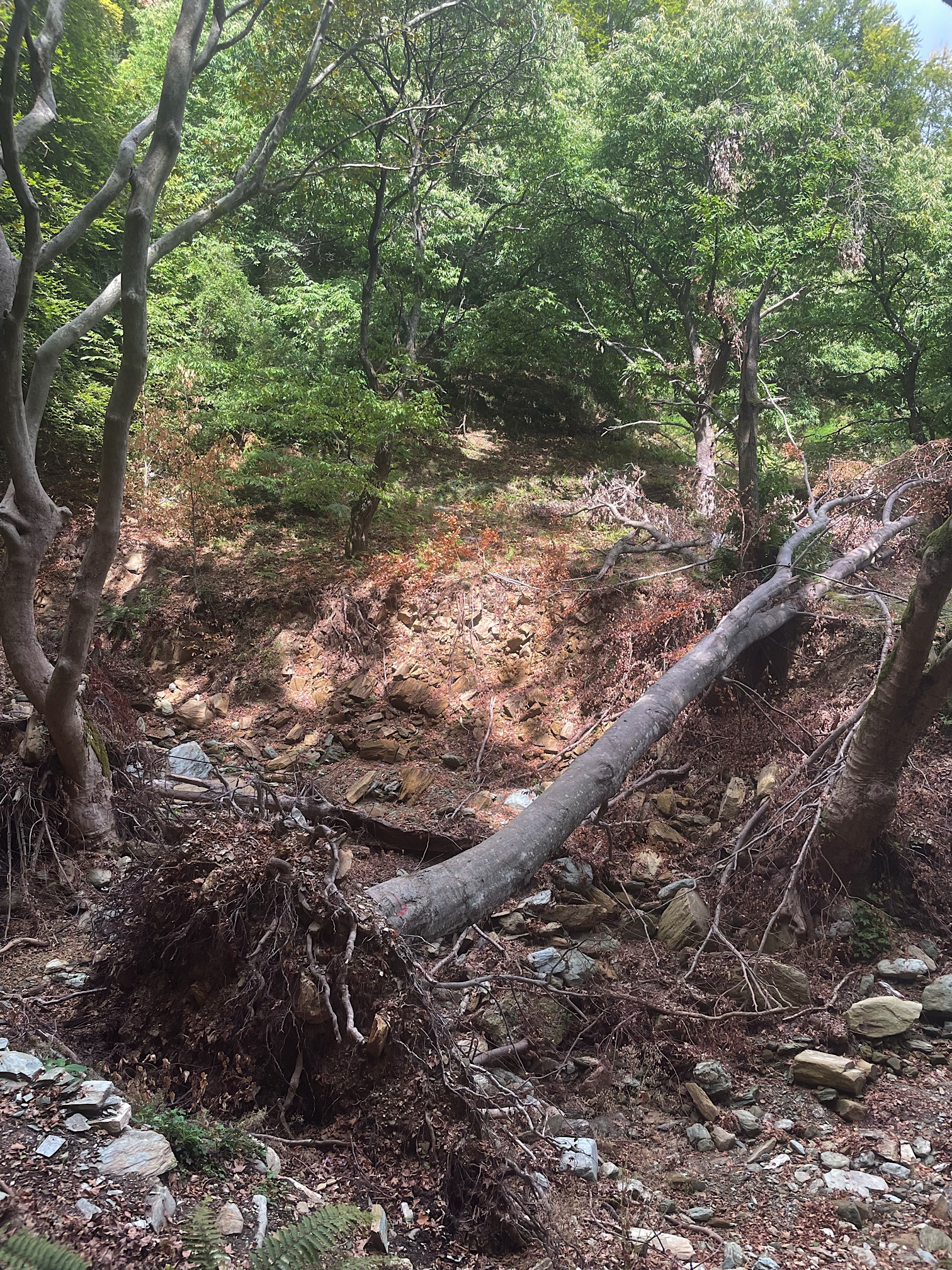 One of many downed trees