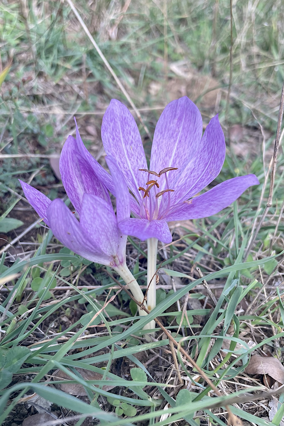 The purple ones are Crocus autumnale, or colchicums.