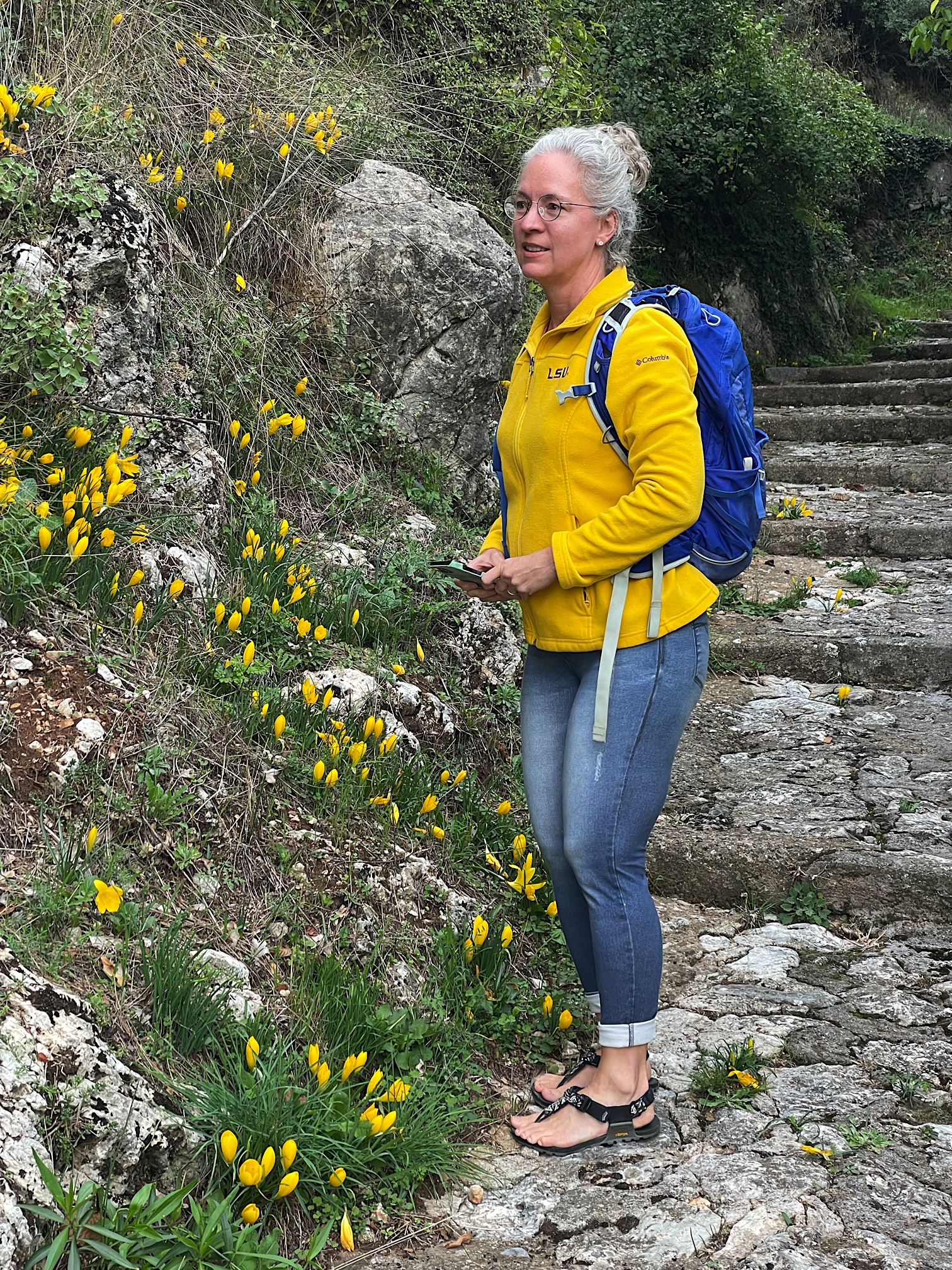 Yellow fall-blooming crocuses, Sternbergia lutea