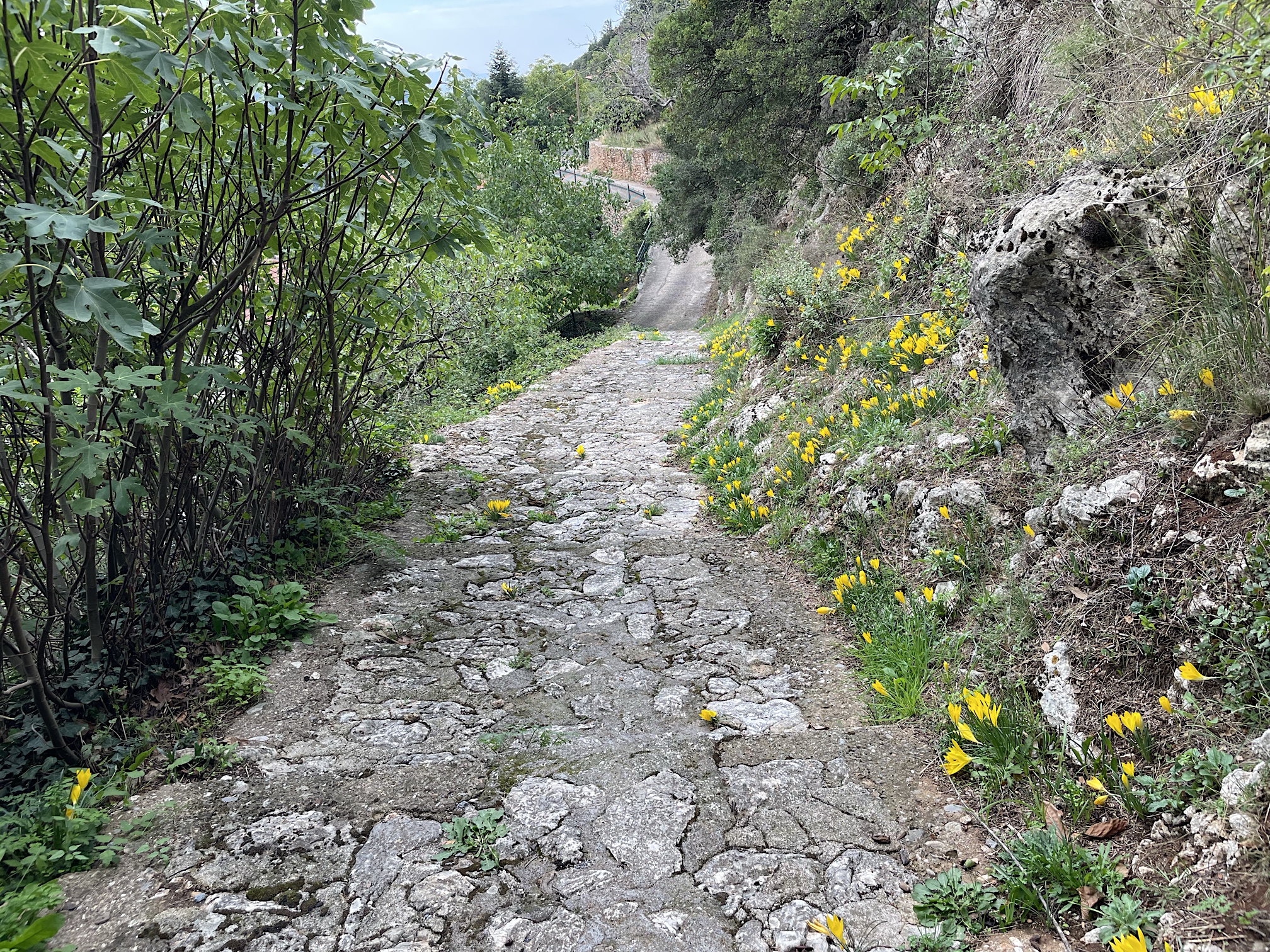 Those ubiquitous yellow crosuses lined the path out of Stemnitsa.