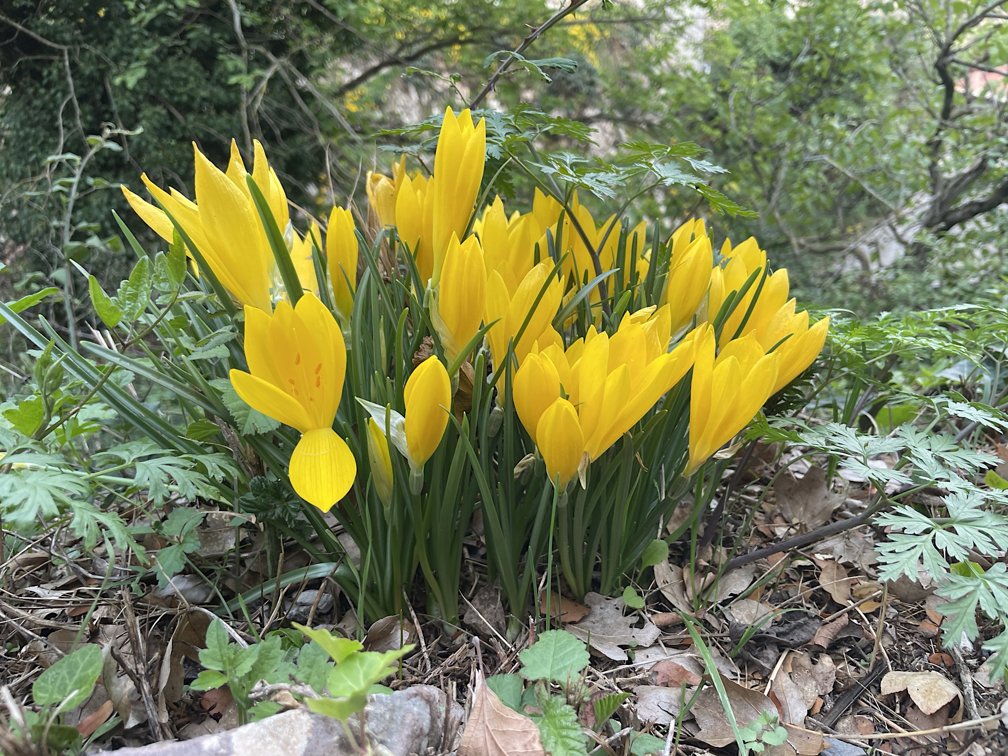 Yellow crocuses blooming in September?