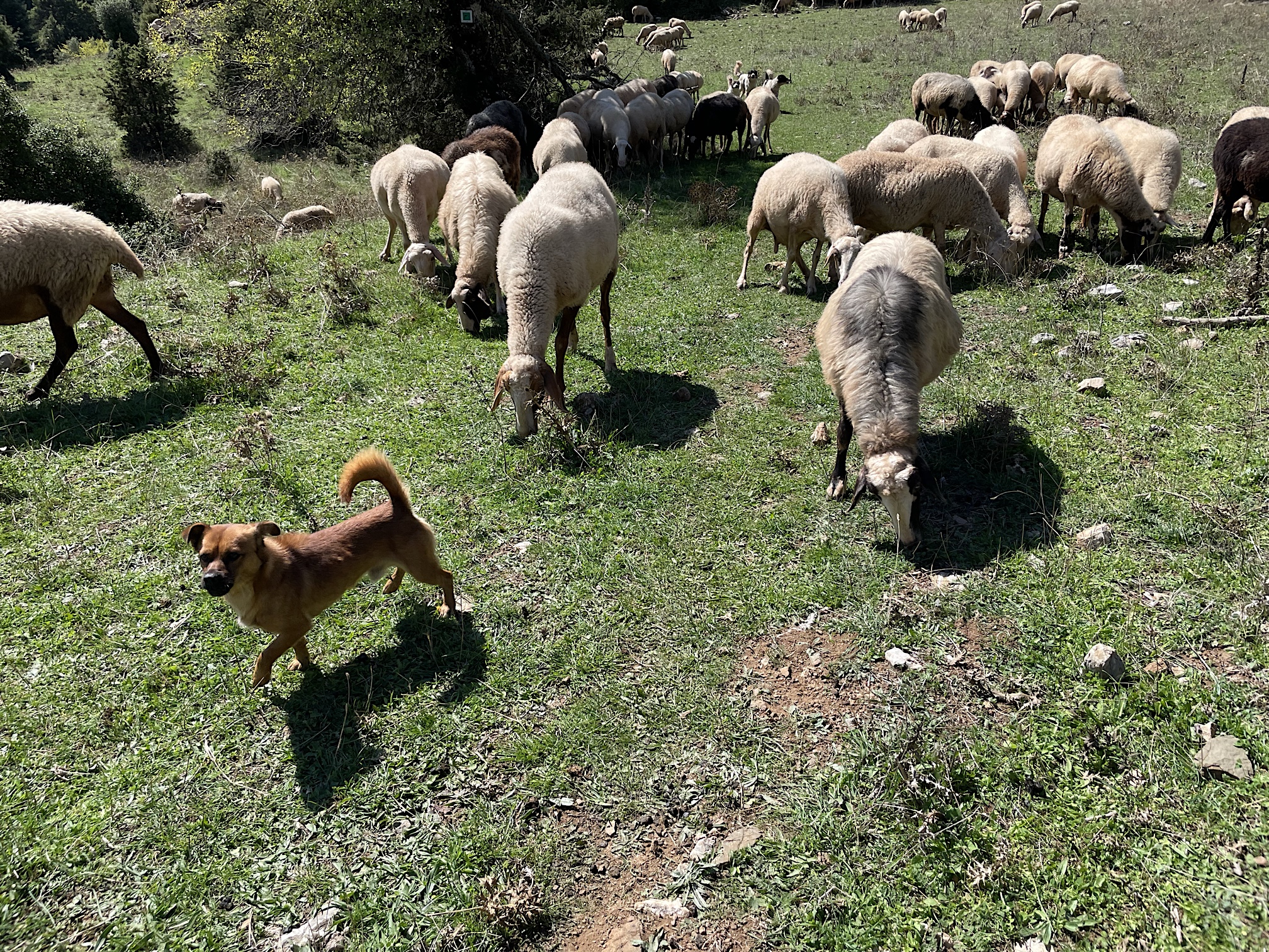This little dog was the smallest and the fiercest of the three sheepdogs.