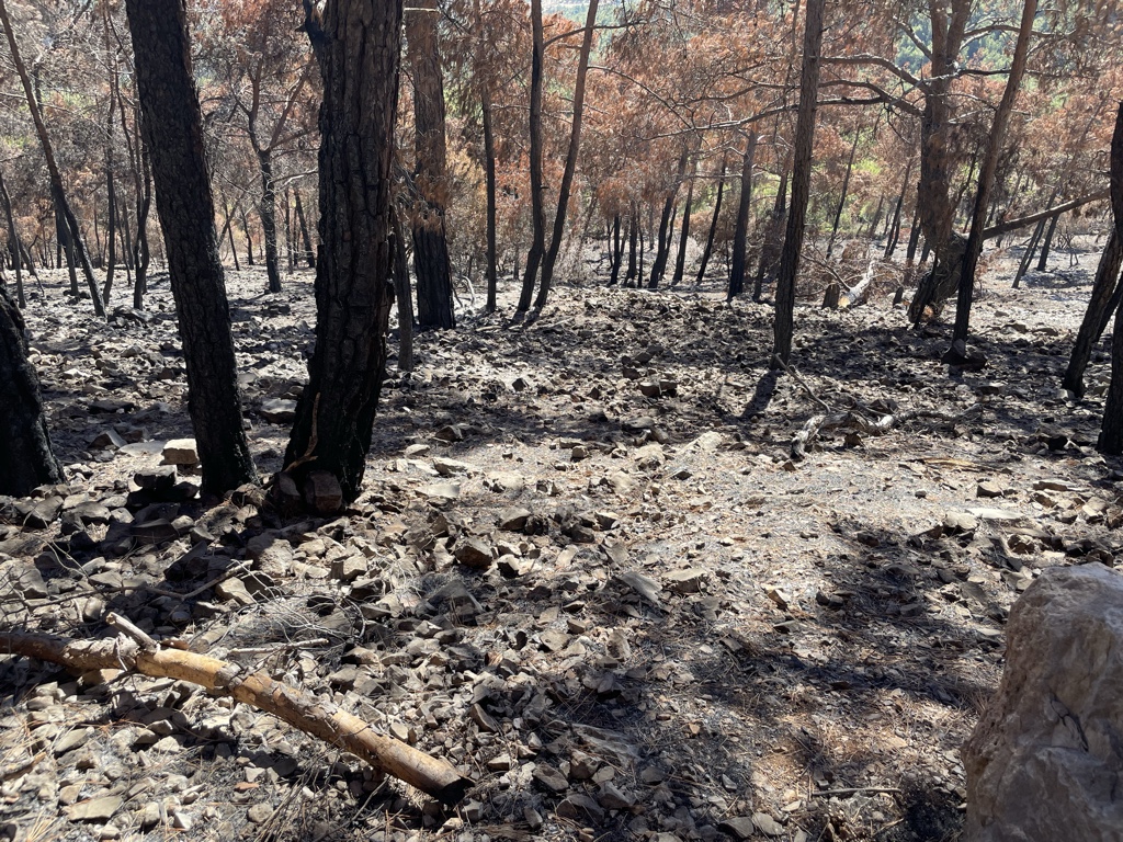 Everything was ashes.