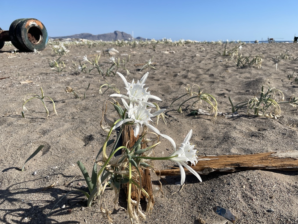 The beach at Vlicha is covered with these lilies.