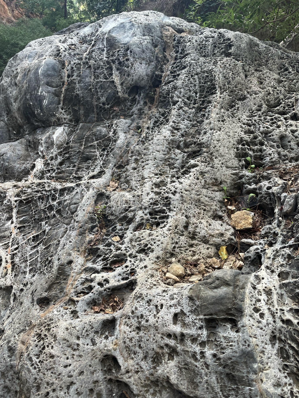 This looks like a fossilized fungus.