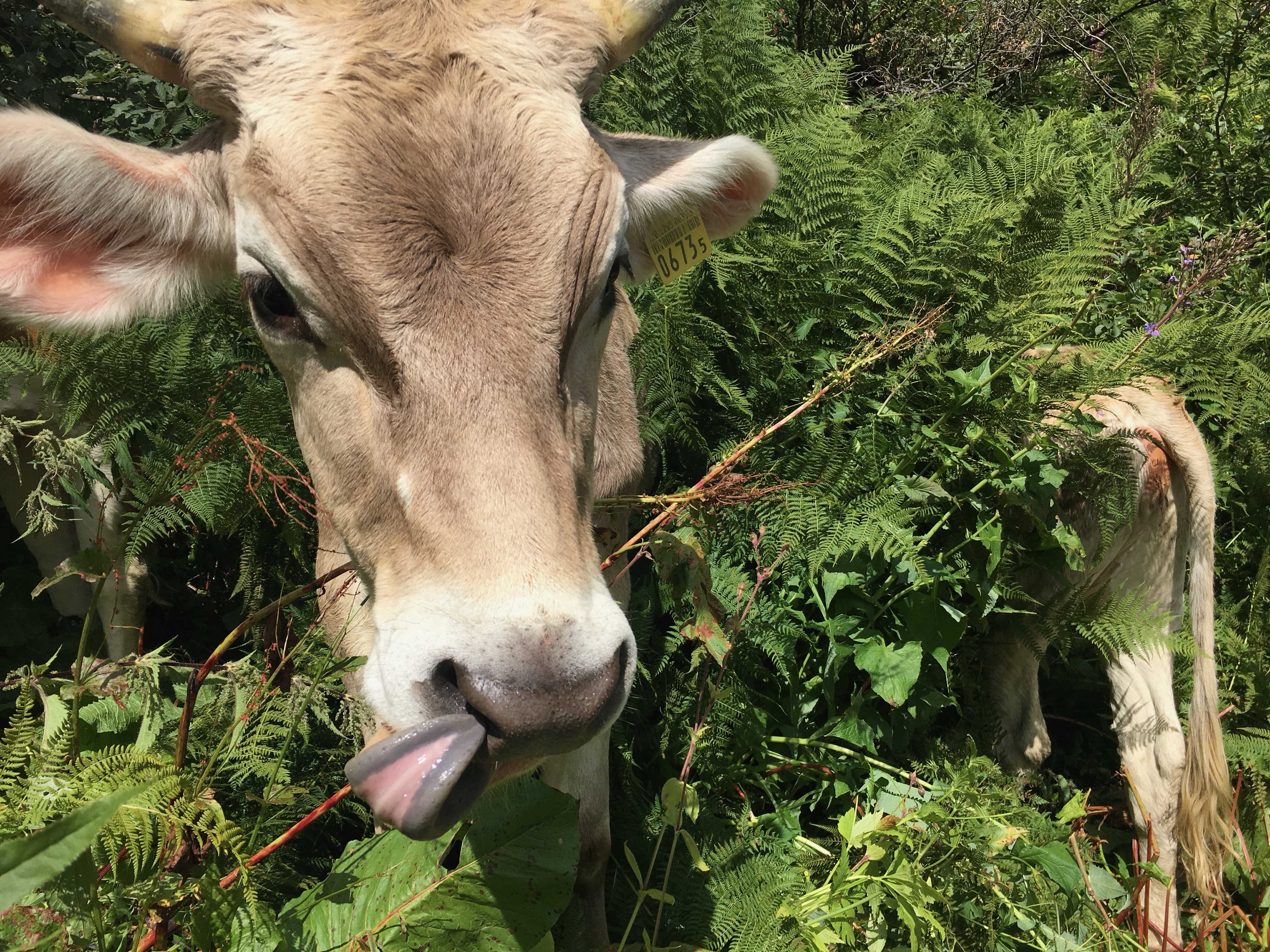 It wouldn’t be Alp Bovine without cows everywhere!