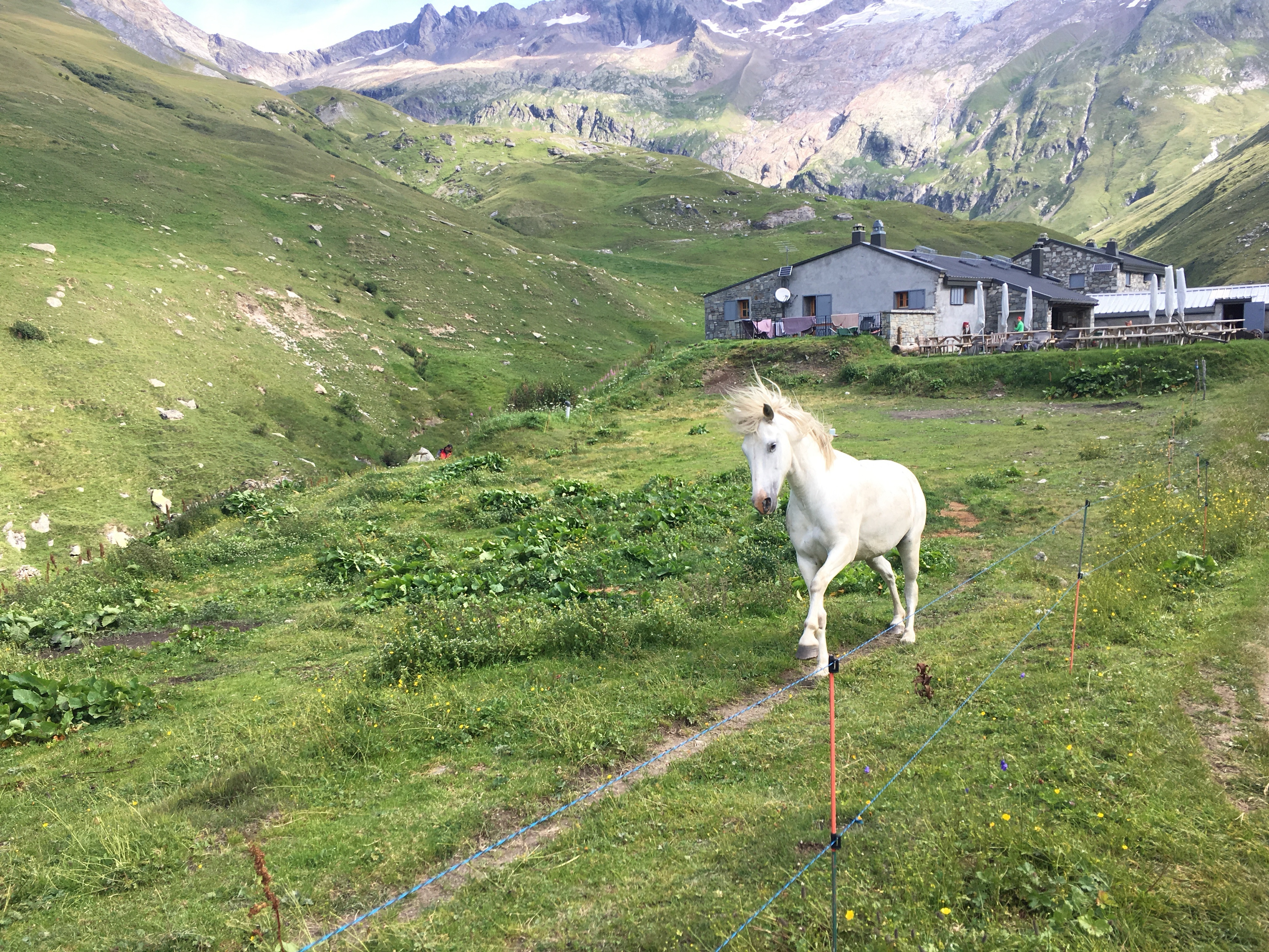 They have a unicorn!