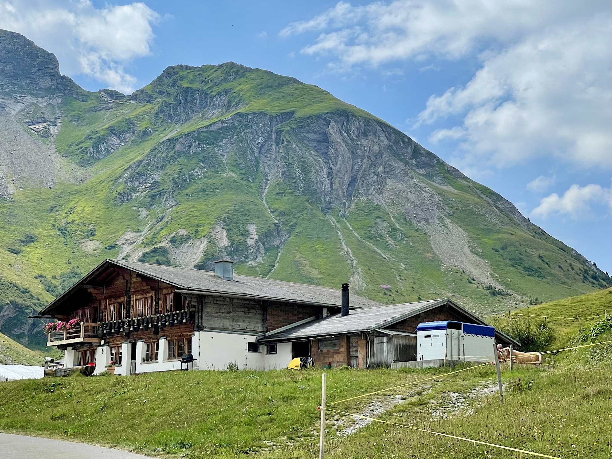 At this farm, they were pressure-washing their show cows. The cows appeared to LOVE it.