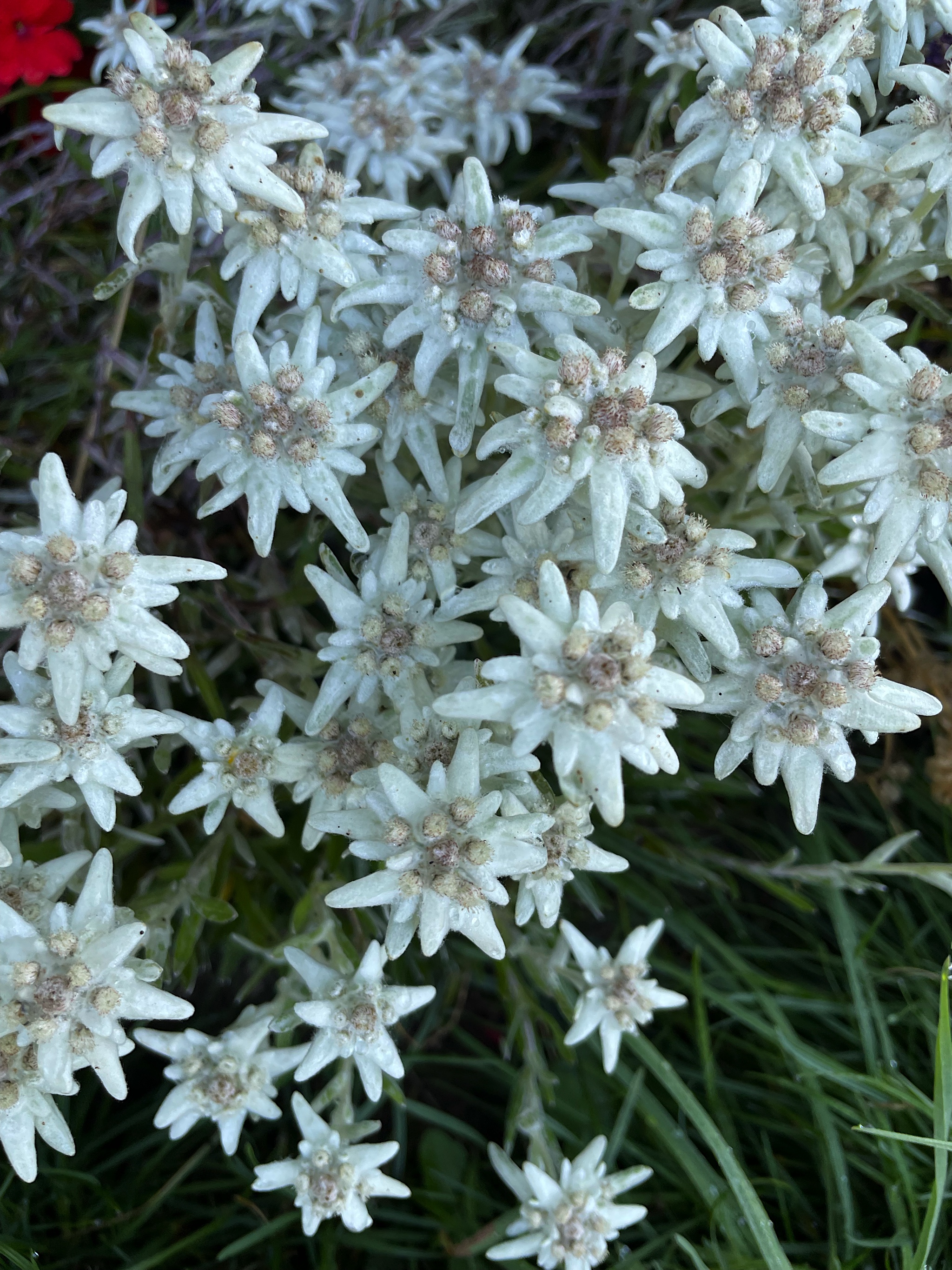 Our host grew edelweiss in his garden.