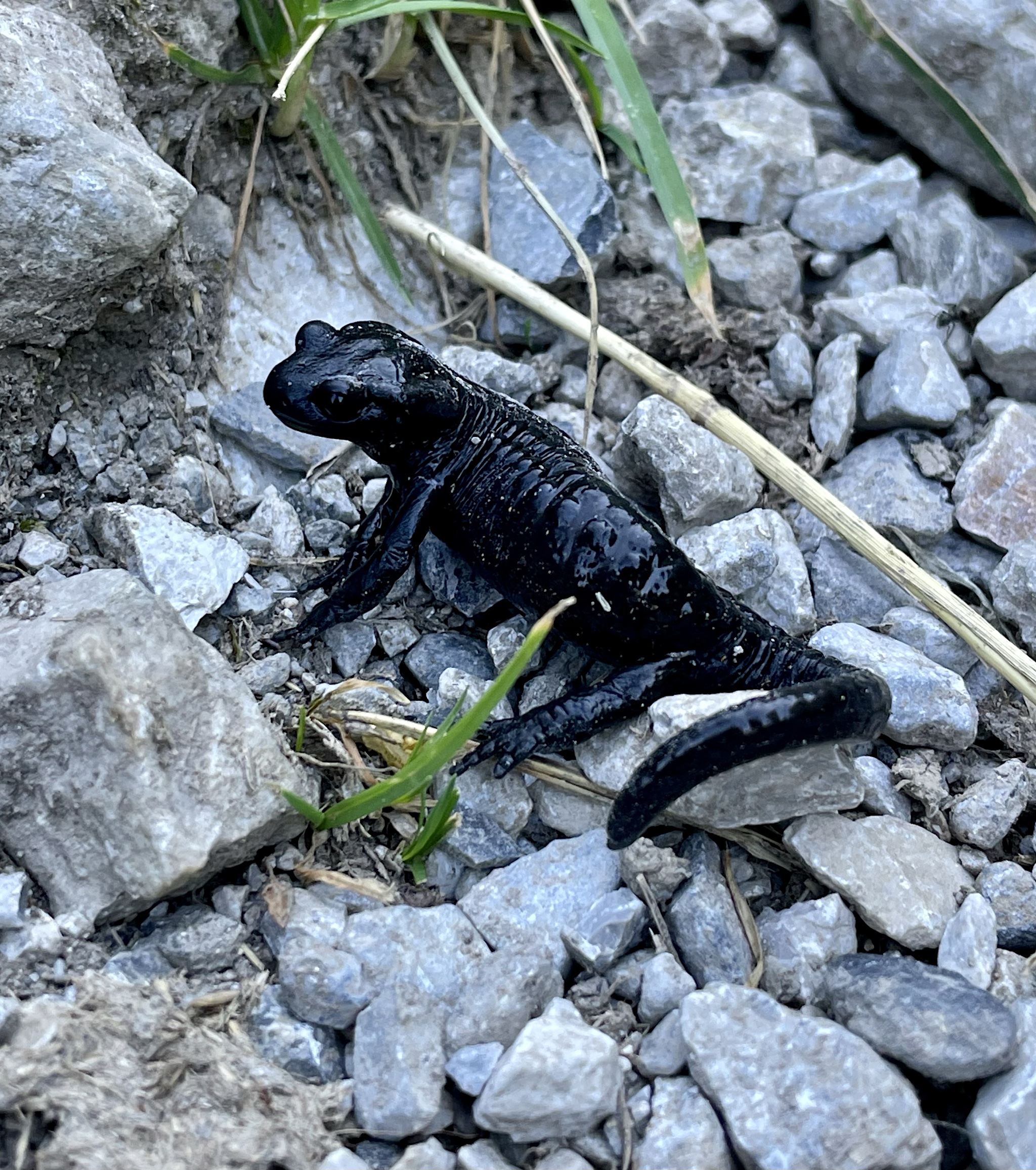 Alpine salamander (Salamandra atra).