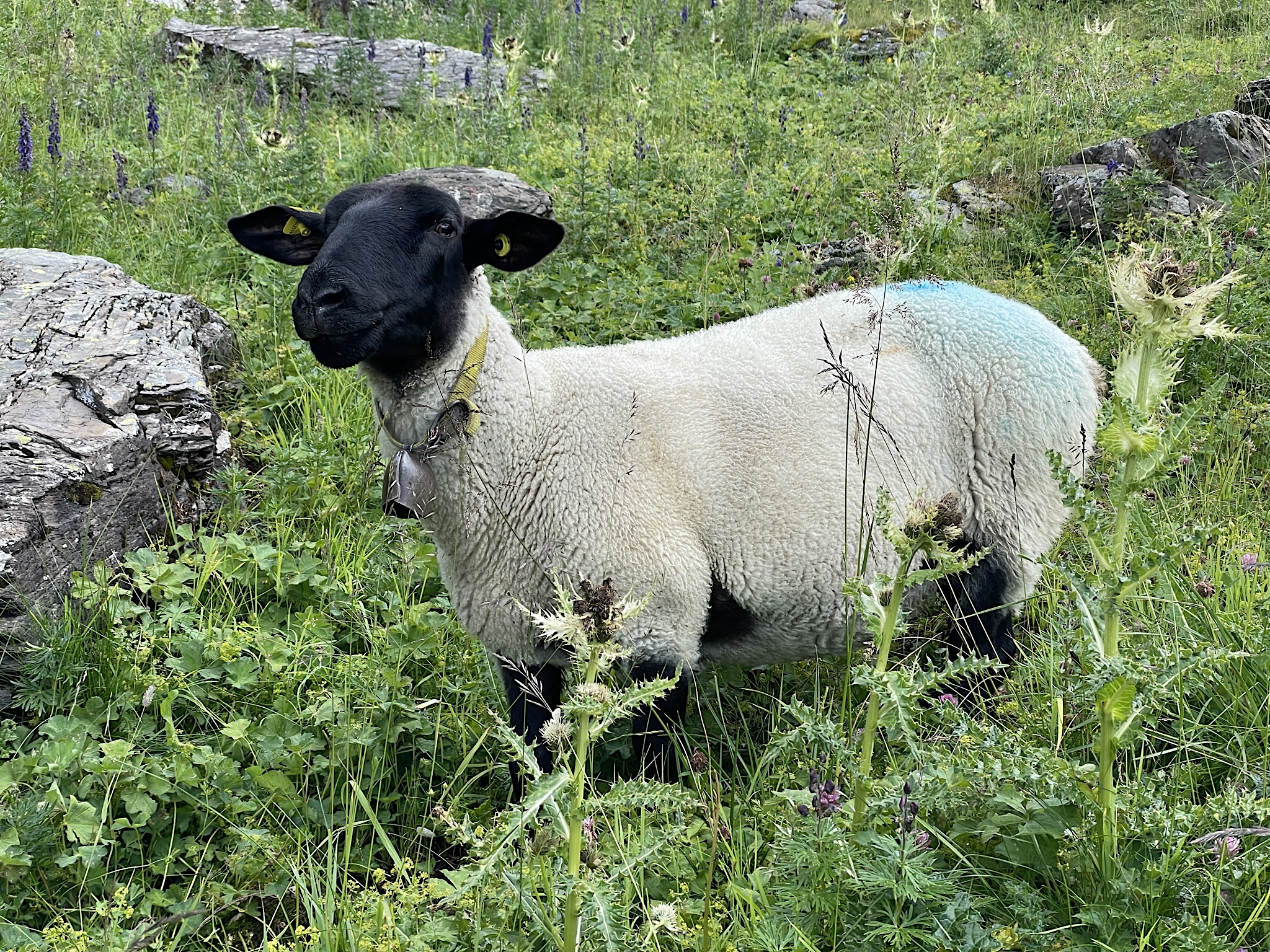 Shepherds put paint sacks on the rams’ chests so they mark the ewes when they “service” them.”