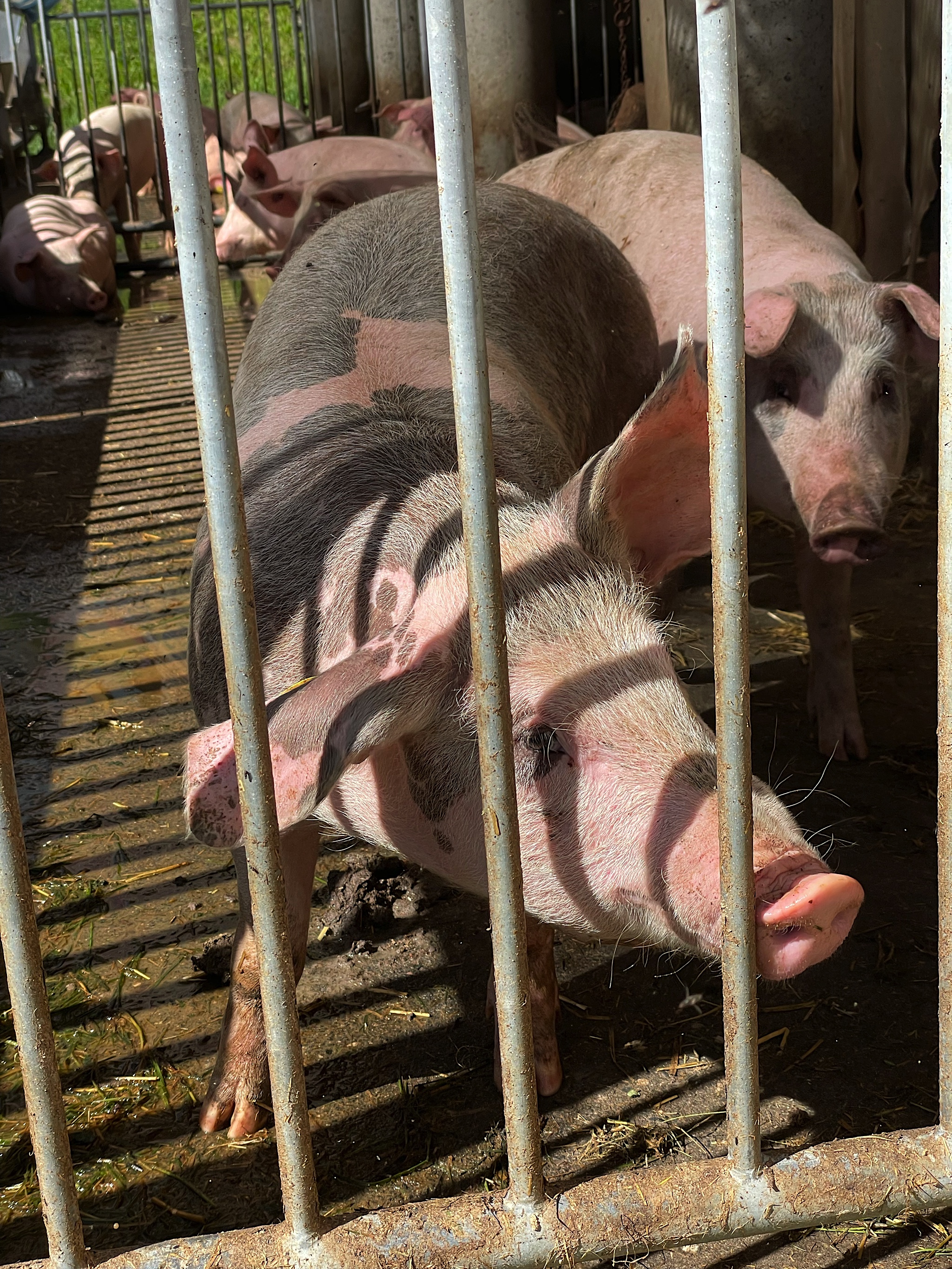 We stopped at a farm/café for coffee. They had pigs.