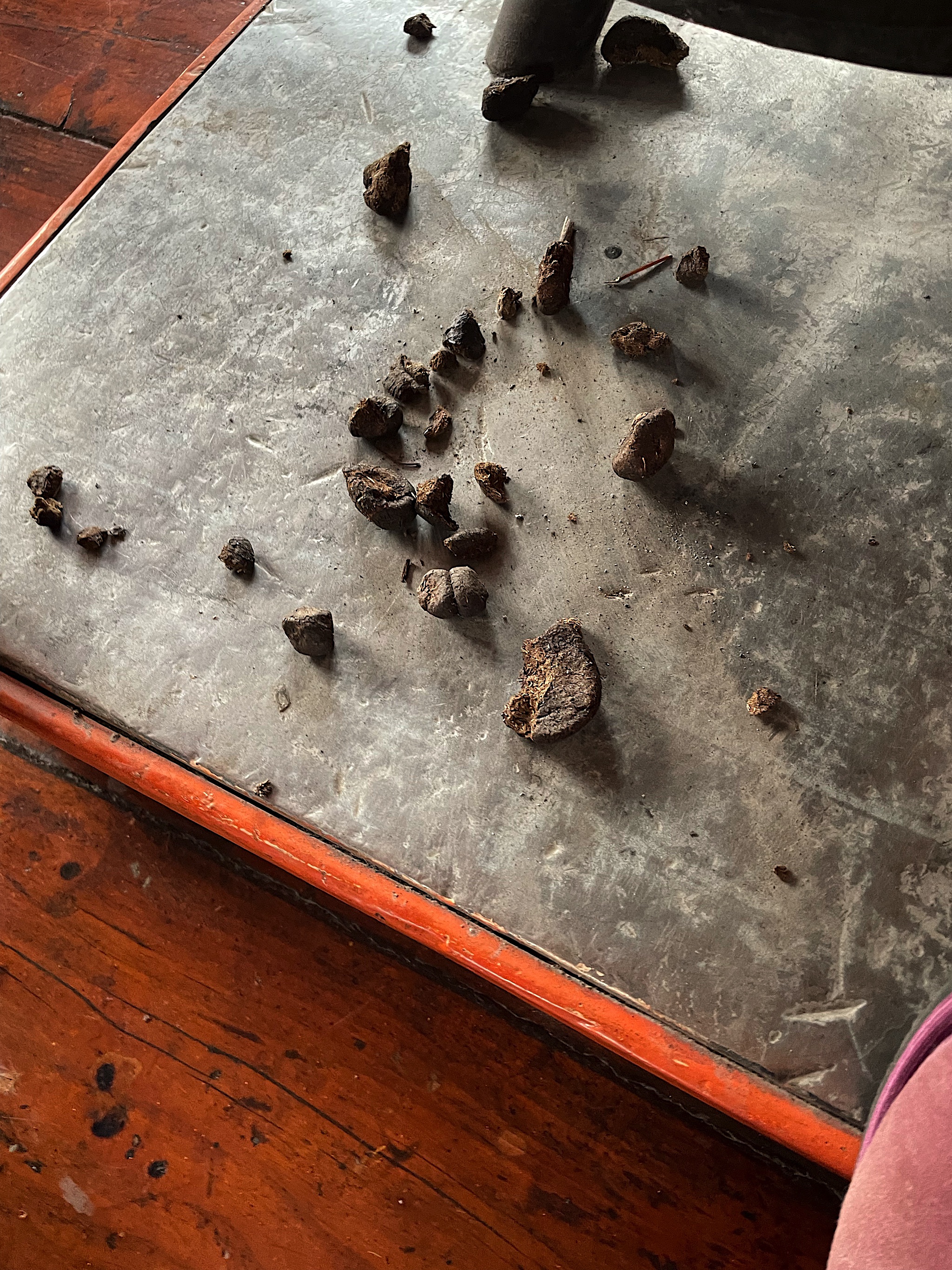 Chris accidentally let a bunch of dung fall out of the stove. It’s really dry, though.