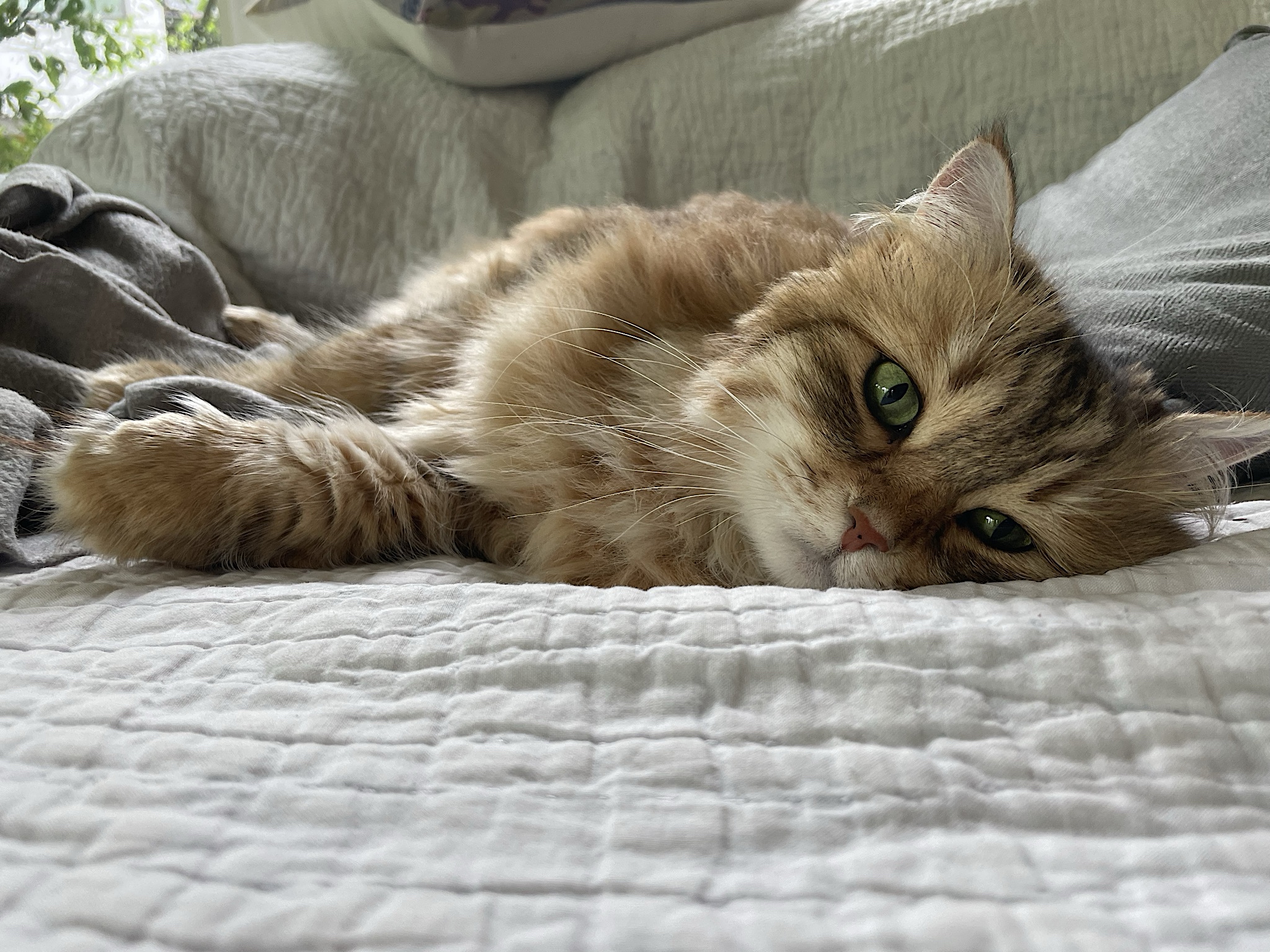 We got to visit our cat niece, Amina!