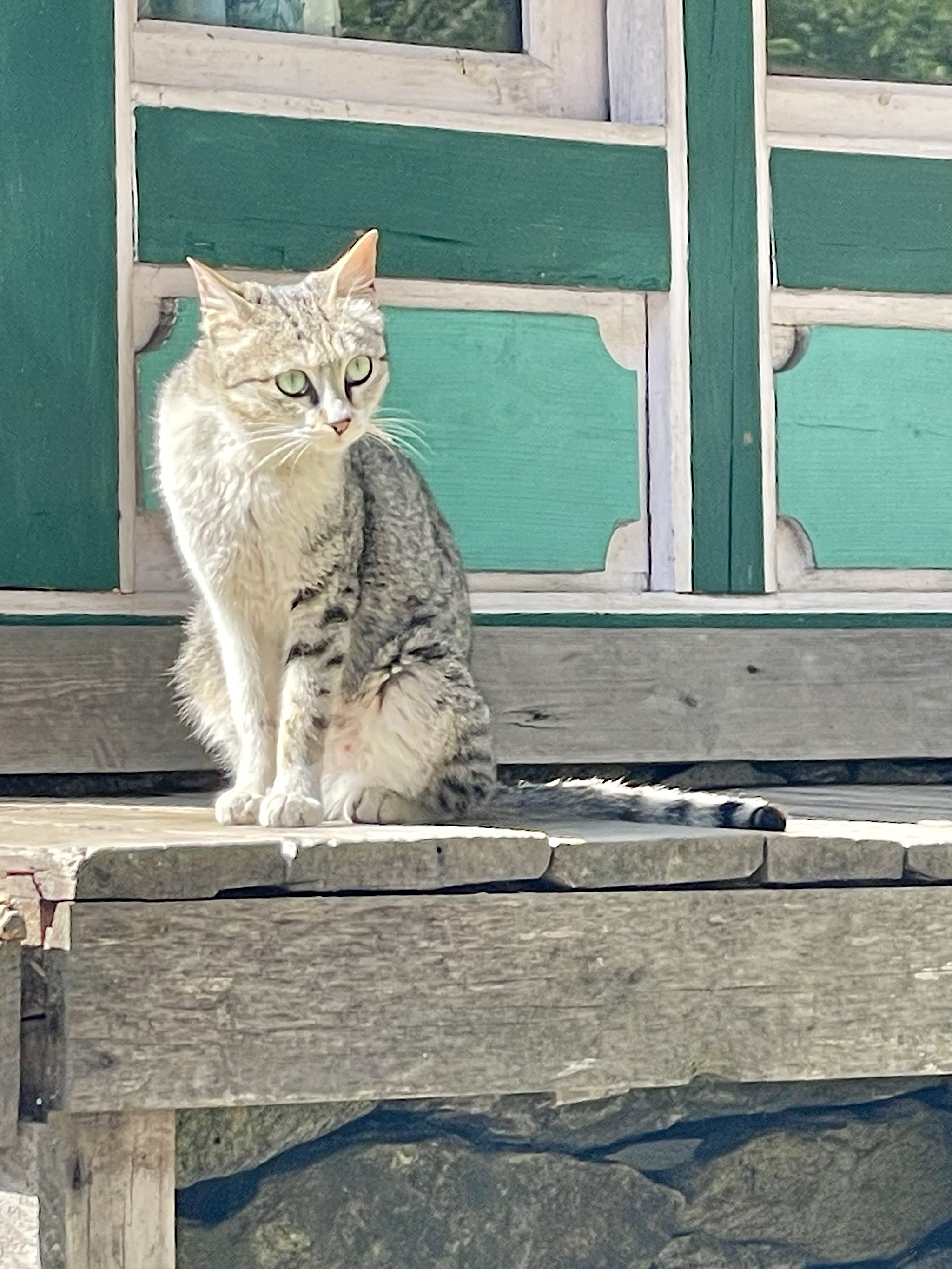 This was almost the only cat we saw the whole trek.