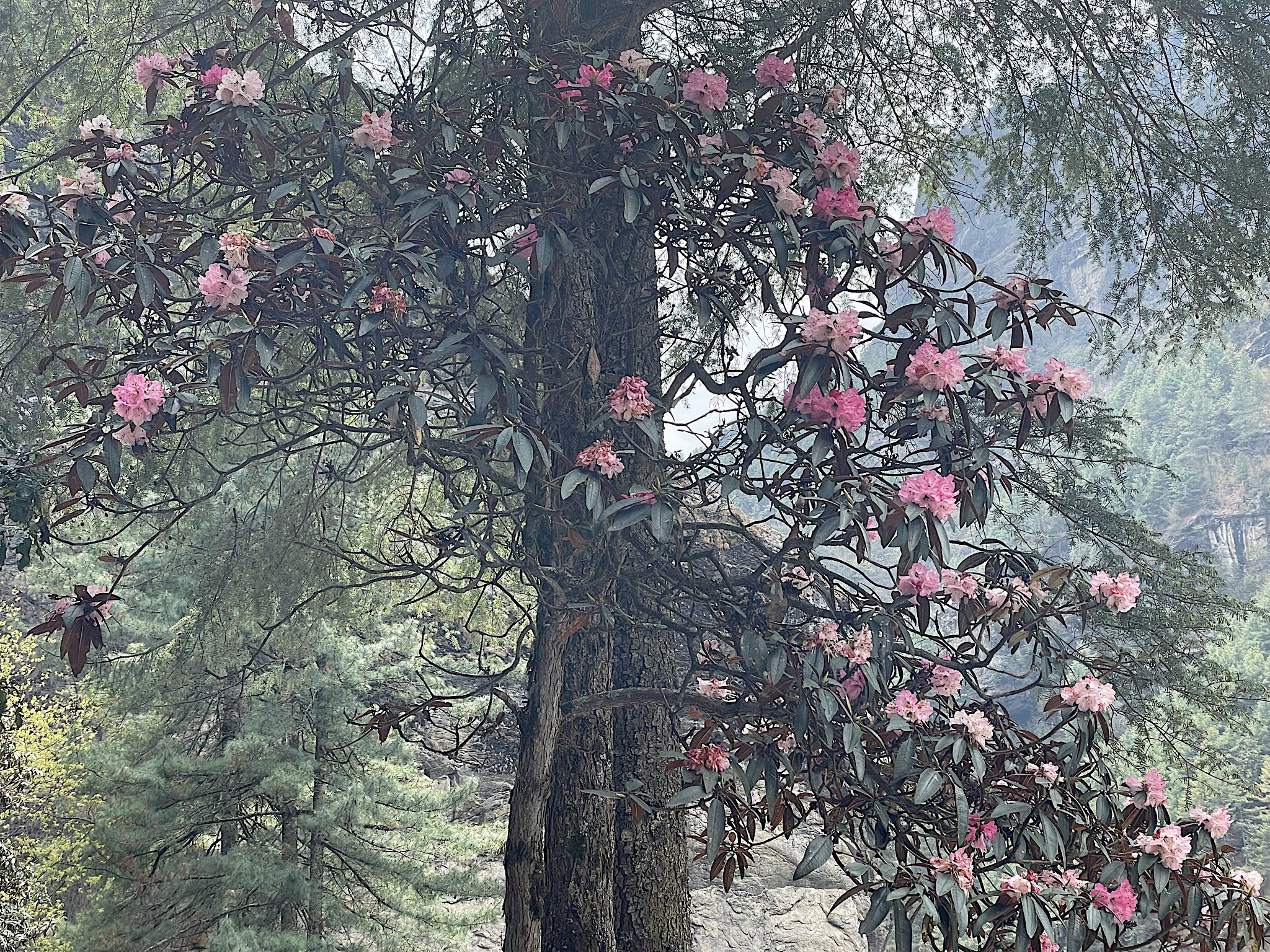 Red rhododendrons are everywhere.