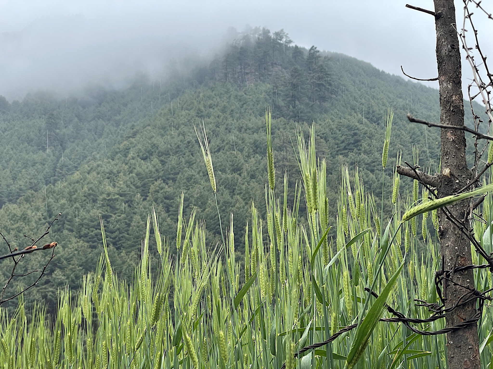 The buckweat was starting to ripen.